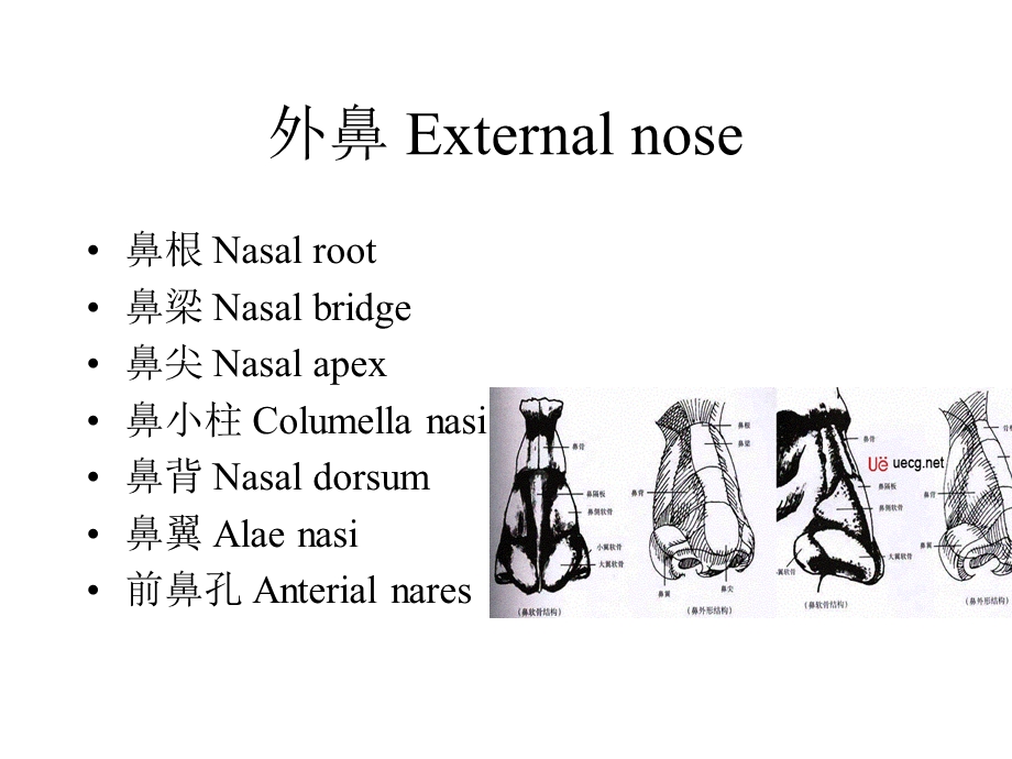 鼻与鼻窦解剖PPT课件.ppt_第3页