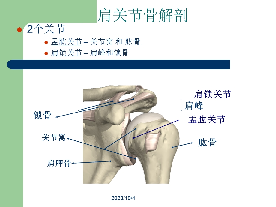 肩关节解剖与疾病诊断.ppt_第3页