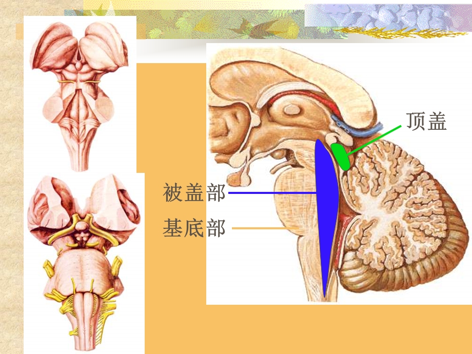 神经解剖学脑干简化.ppt_第2页