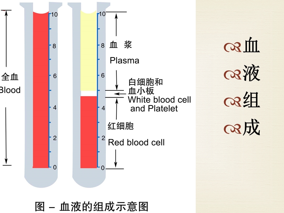 妊娠合并贫血诊断与治疗.ppt_第3页