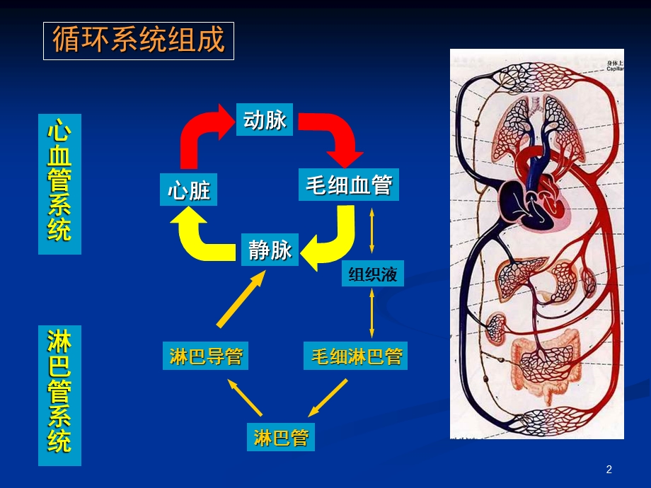 生理学课件PPT循环系统.ppt_第2页