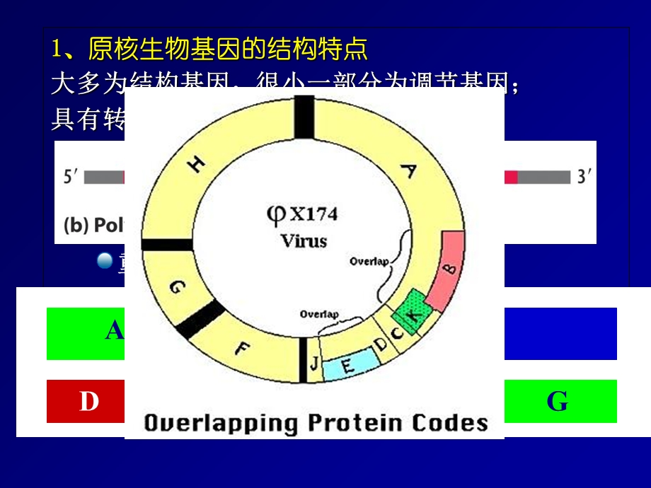 基因工程的基础知识与基本技能.ppt_第3页