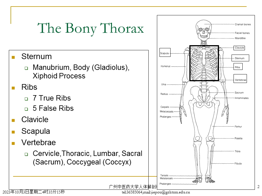 局部解刨学胸部PPT课件.ppt_第2页