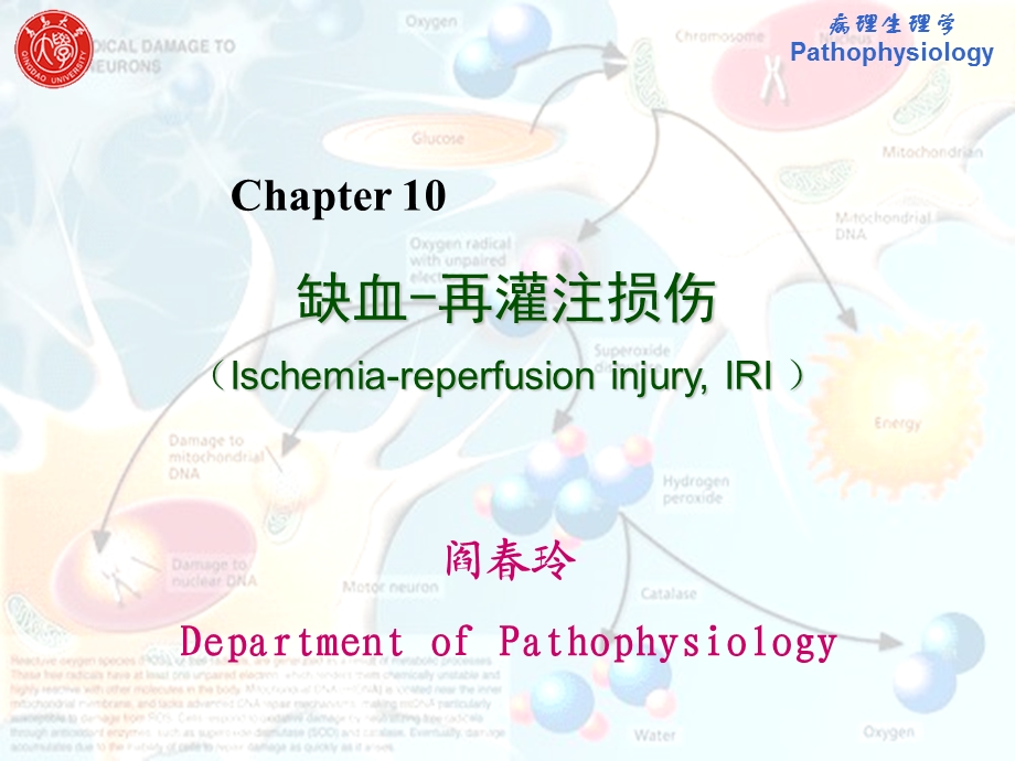 缺血再灌注损伤研究生.ppt_第1页