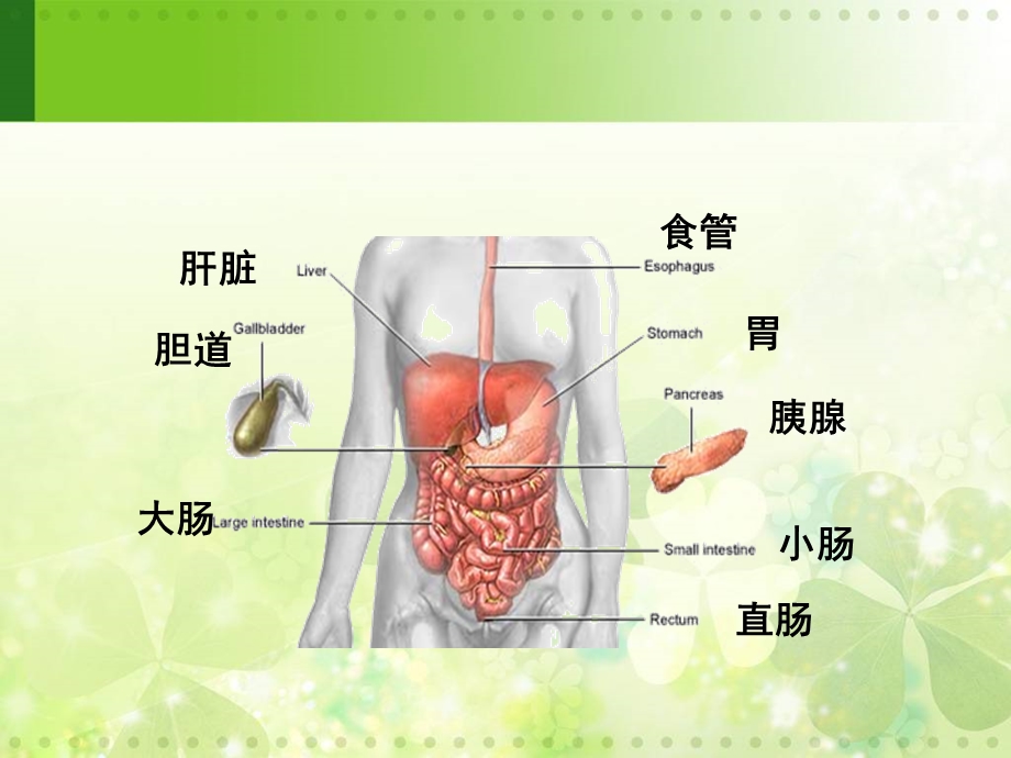 急慢性胃炎护理.ppt_第3页