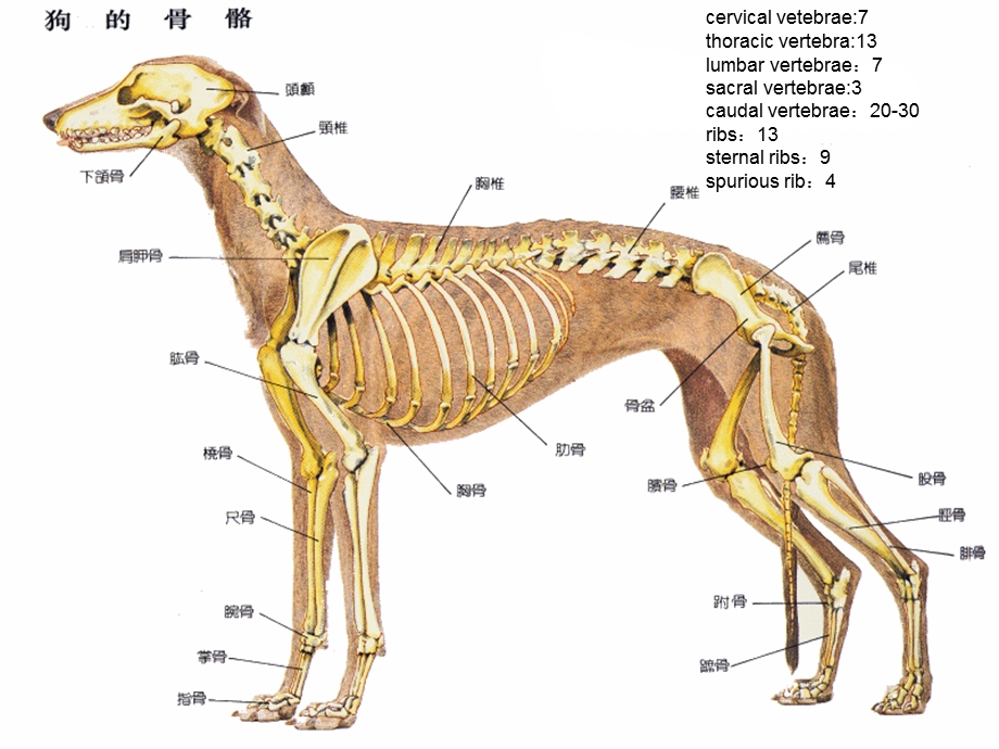 犬猫解剖结构与生理习性.ppt_第2页