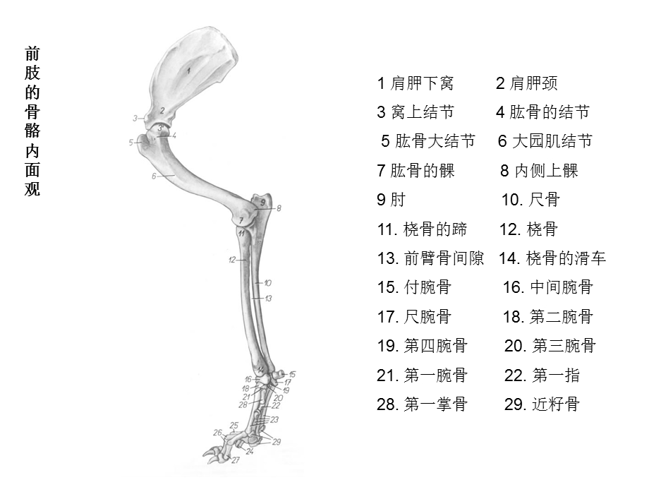 犬猫解剖结构与生理习性.ppt_第3页