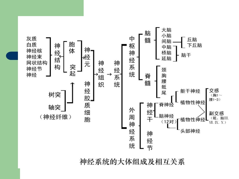 神经元的结构和功能.ppt_第3页