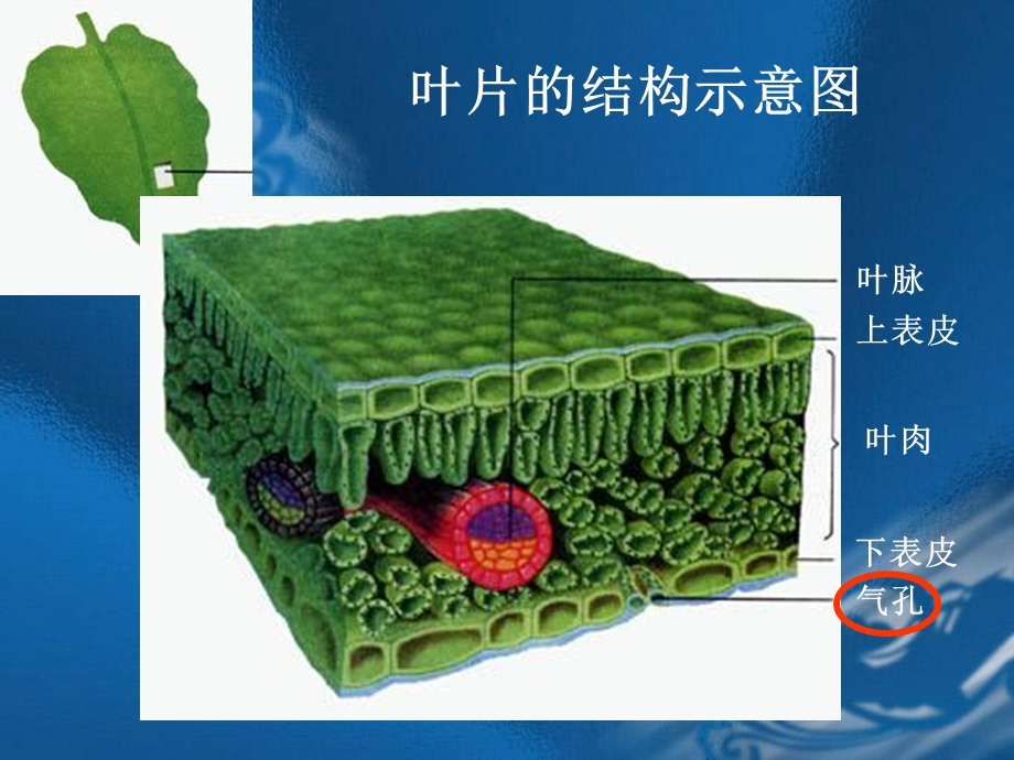 绿色植物参与生物圈的水循环第一课时.ppt_第2页