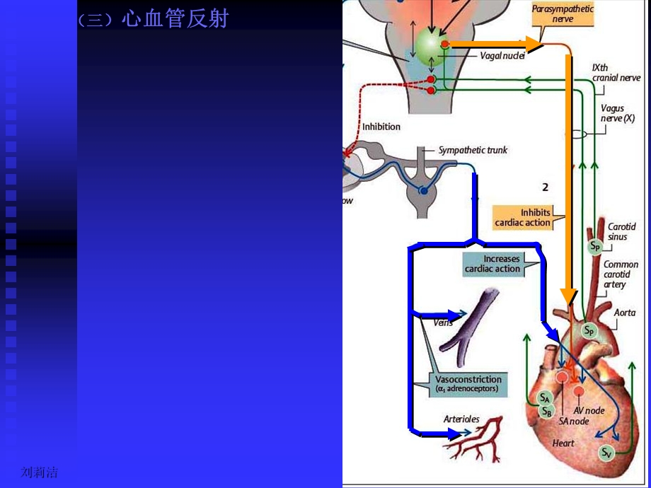 生理学课件呼吸人卫第.ppt_第2页