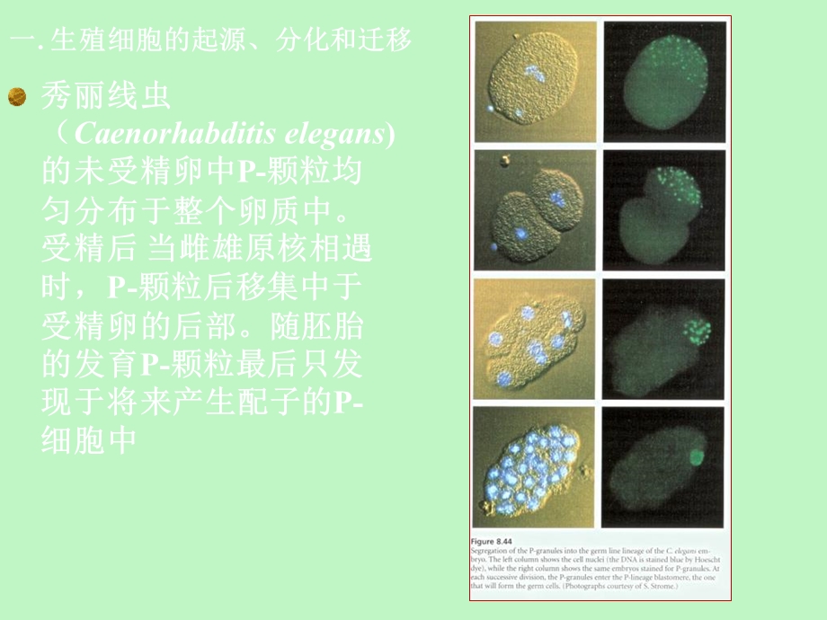 生殖细胞发生.ppt_第3页