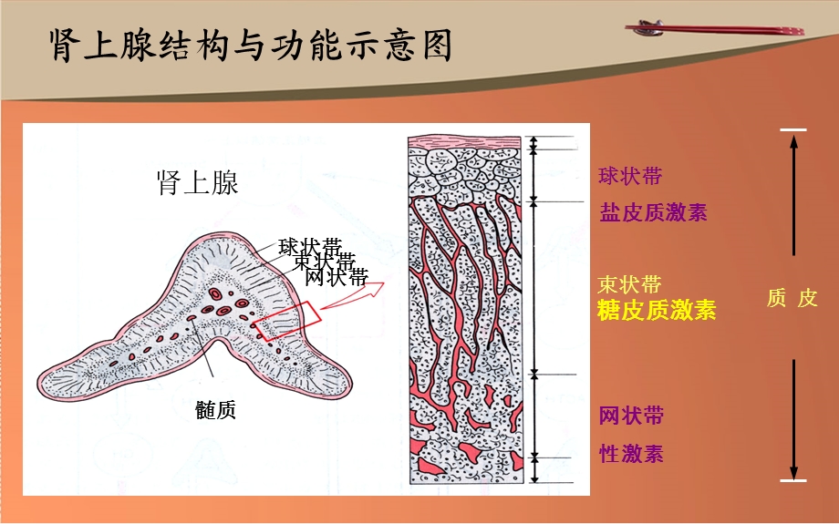 糖皮质激素的围术期应用.ppt_第3页