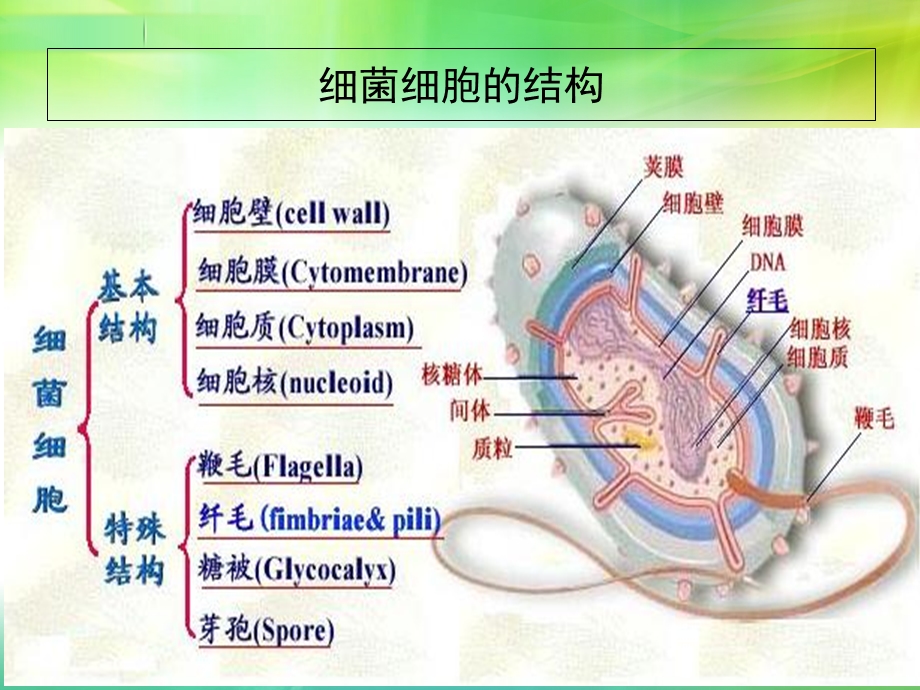 抗菌药物作用机制与强度.ppt_第3页