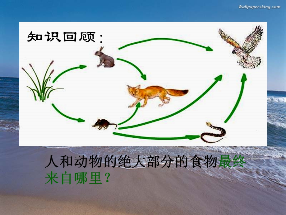 绿色植物是生物圈中有机物的制造者PPT.ppt_第1页