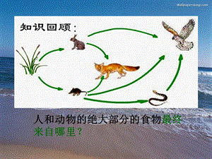 绿色植物是生物圈中有机物的制造者PPT.ppt