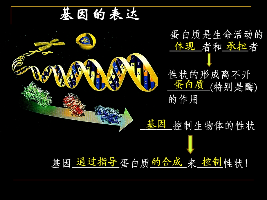 基因指导蛋白质的合成基因的表达复习课件.ppt_第1页