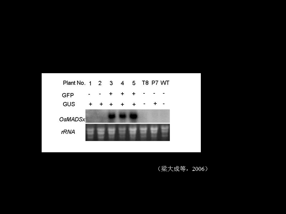 基因表达检测RTPCR.ppt_第3页