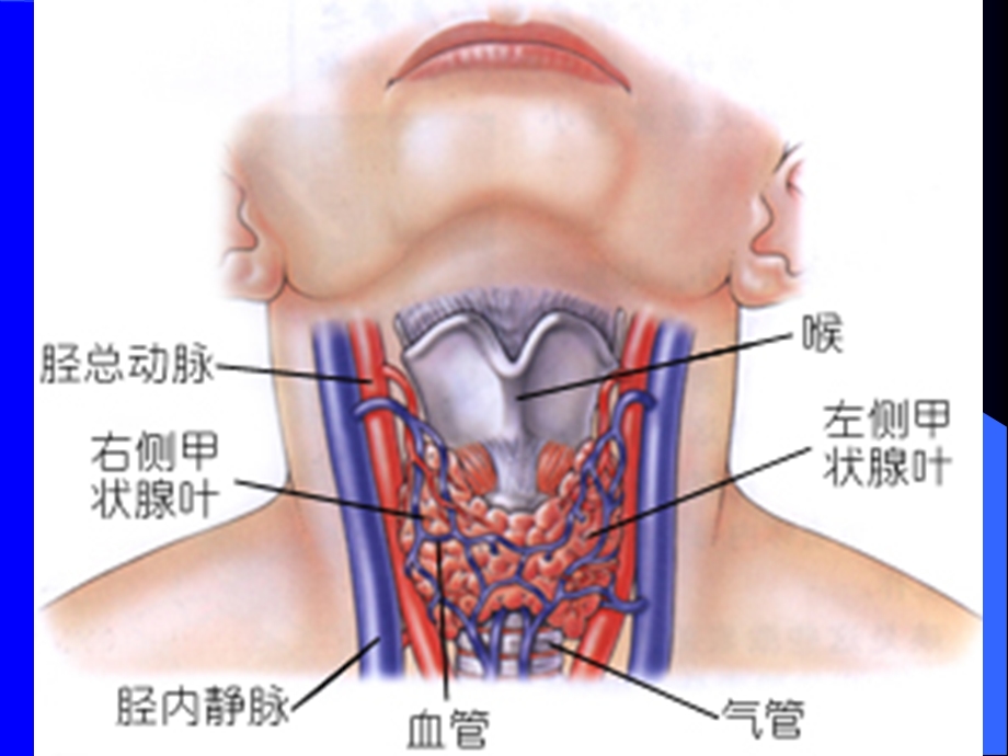 甲状腺结节的鉴别诊断.ppt_第3页