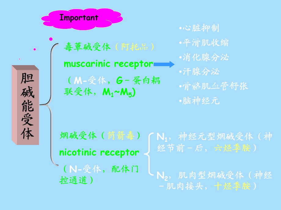 神经重点总结.ppt_第1页