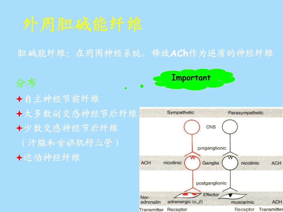 神经重点总结.ppt_第2页