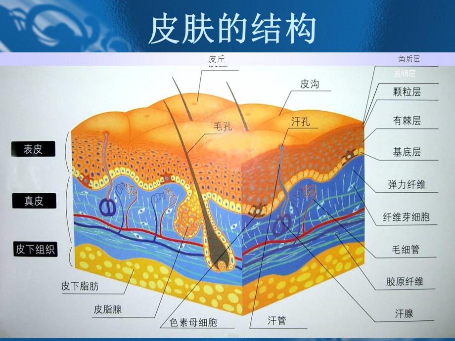 皮肤及护肤知识PPT课件.ppt_第3页