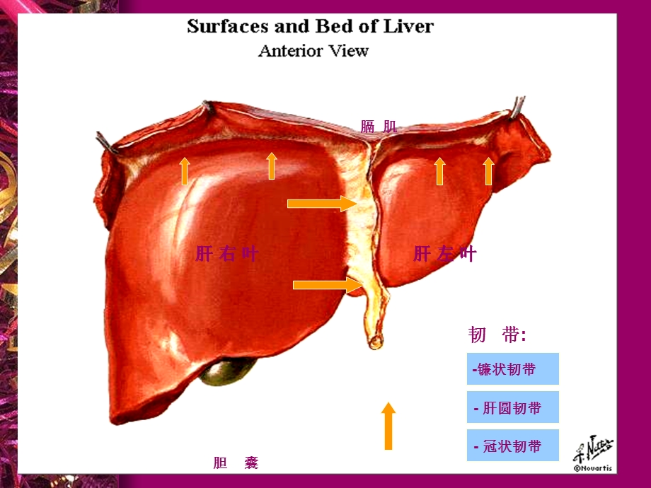 肝胆胰影像学表现详细、全面.ppt_第3页