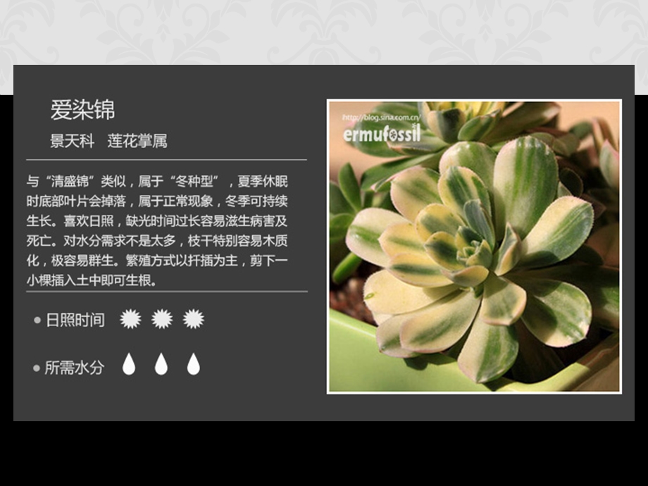 多肉植物识别养护.ppt_第2页