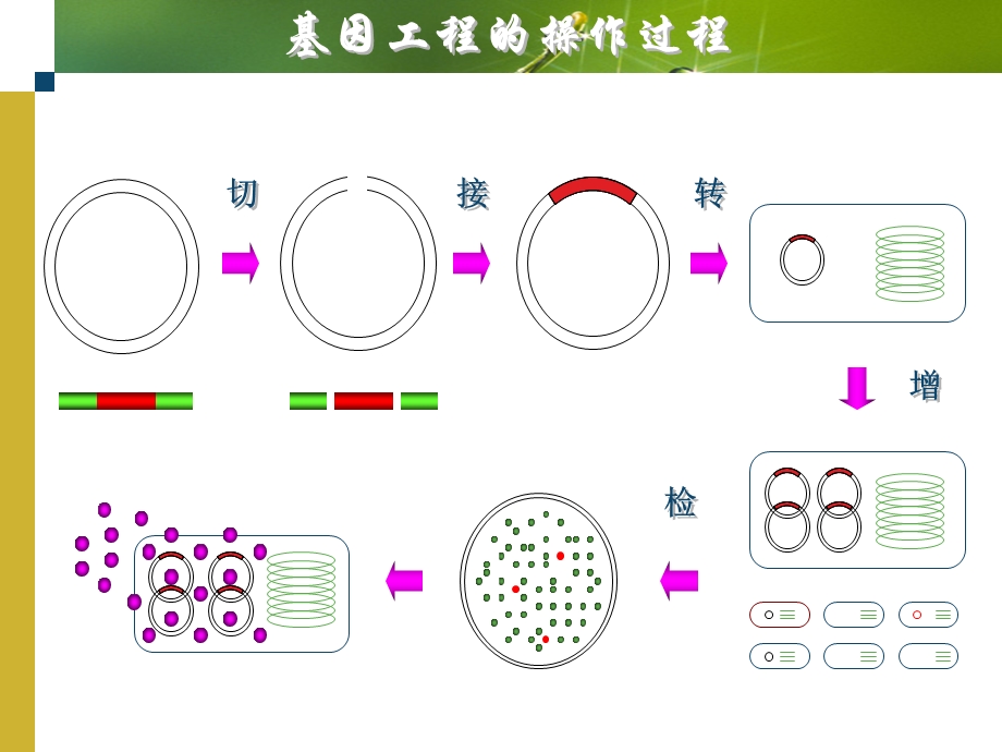 目的基因与克隆载体的体外重组.ppt_第2页