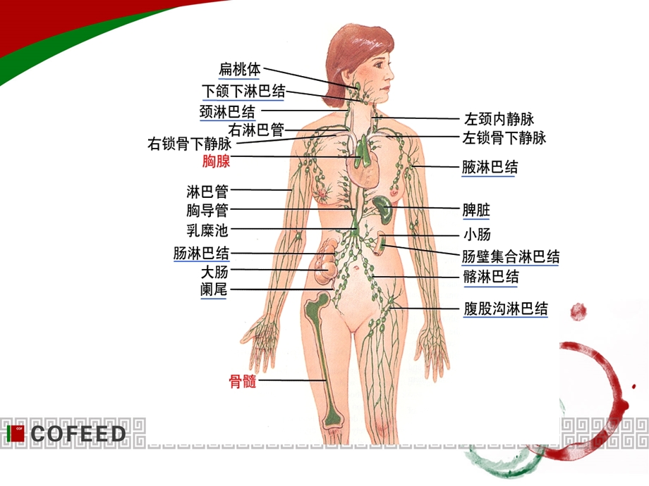 免疫器官和组织PPT课件.ppt_第2页