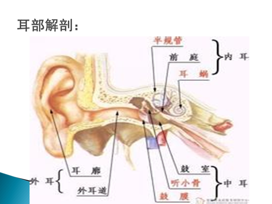 耳鼻喉科手术配合基本知识和配合.ppt_第2页