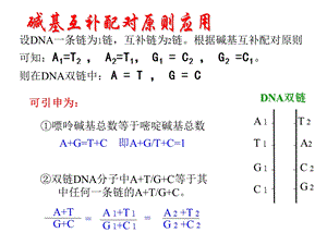 碱基互补配对原则计算.ppt