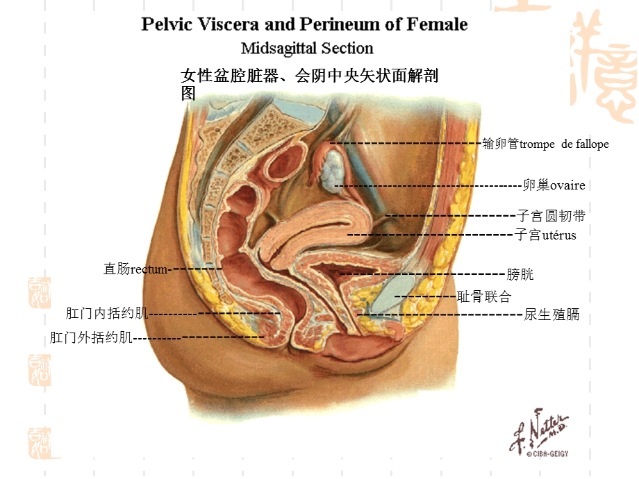 盆底功能康复技术-姚.ppt_第3页