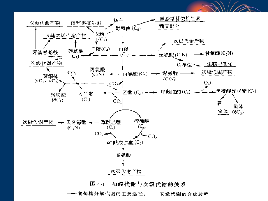 微生物药物的生物合成.ppt_第2页