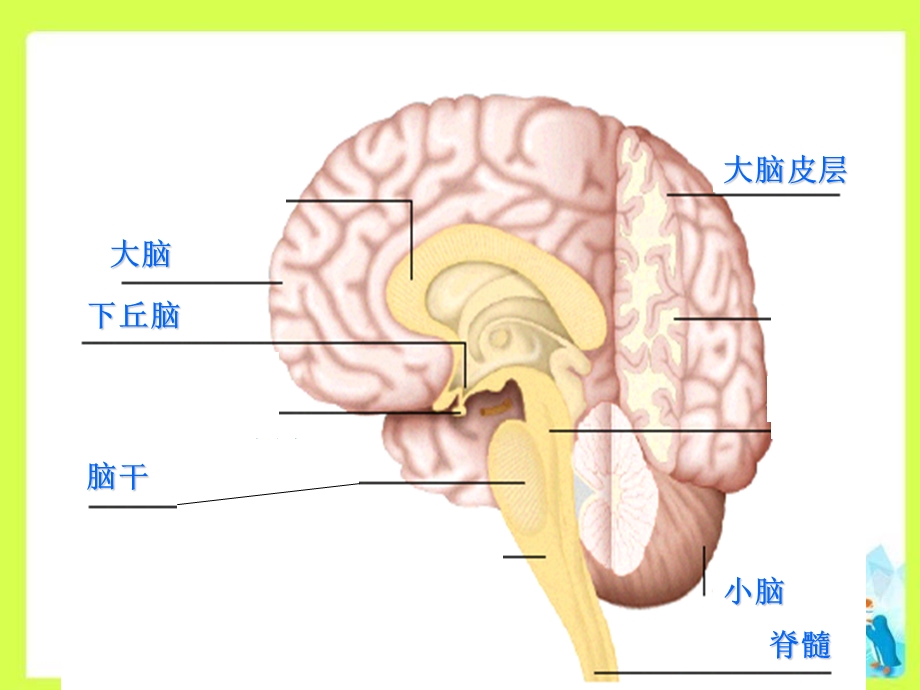 神经调节复习课件.ppt_第3页