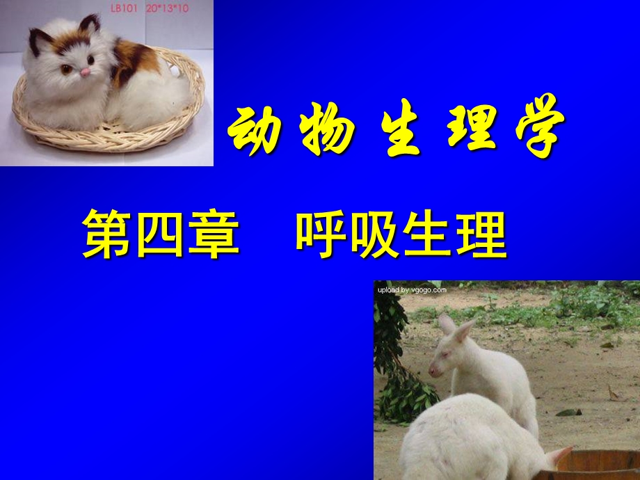 动物生理学第四章PPT课件.ppt_第1页