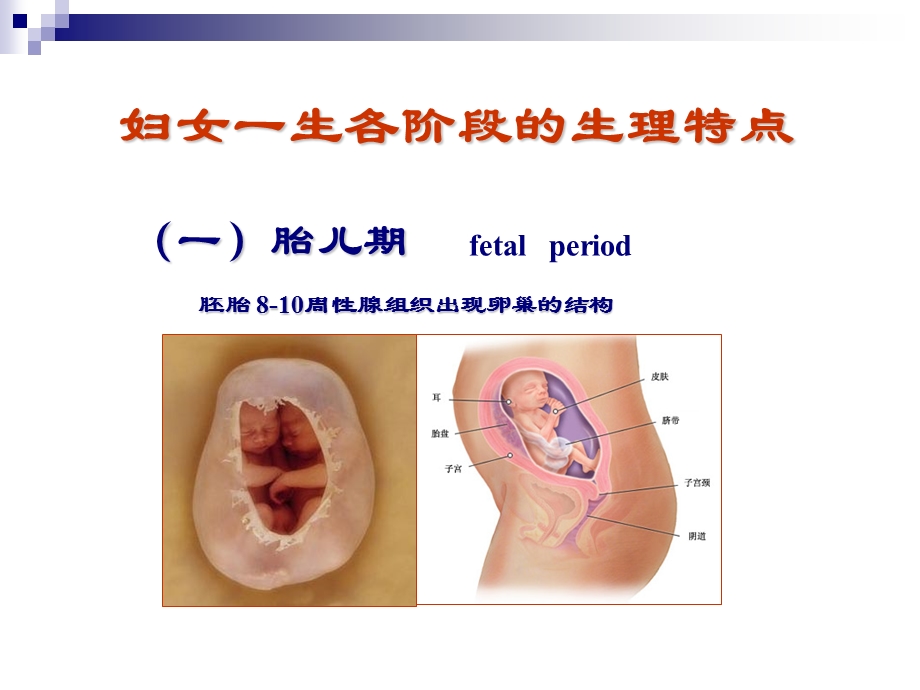 女性生殖系统生理PPT课件.ppt_第3页