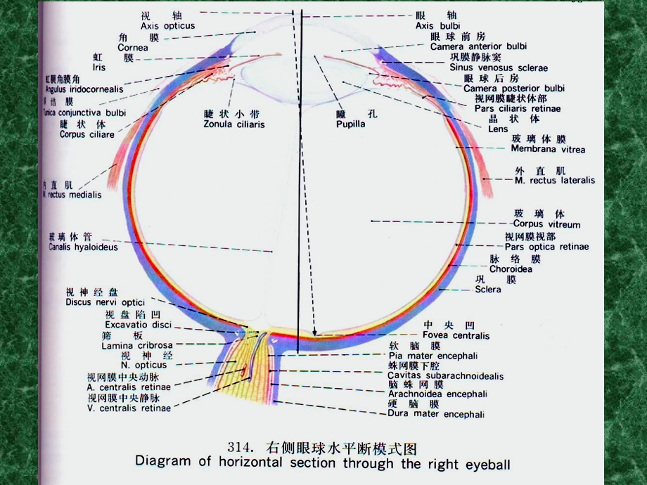 晶状体病白内障教学课件.ppt_第2页