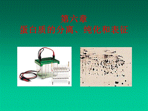 蛋白质的分离、纯化.ppt