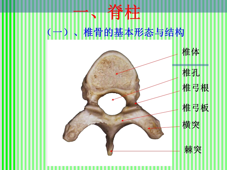 脊柱解剖图(颈胸腰椎)课件.ppt_第3页