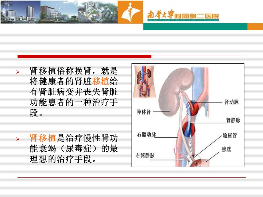 肾移植的饮食指导.ppt_第2页