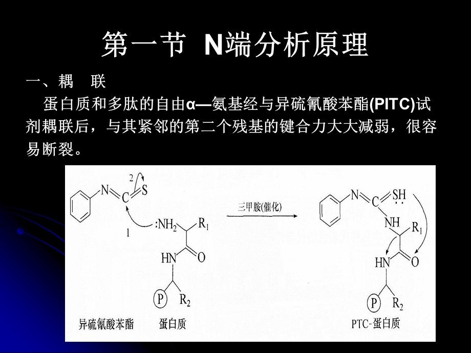 蛋白质和多肽的氨基酸序列测定.ppt_第3页