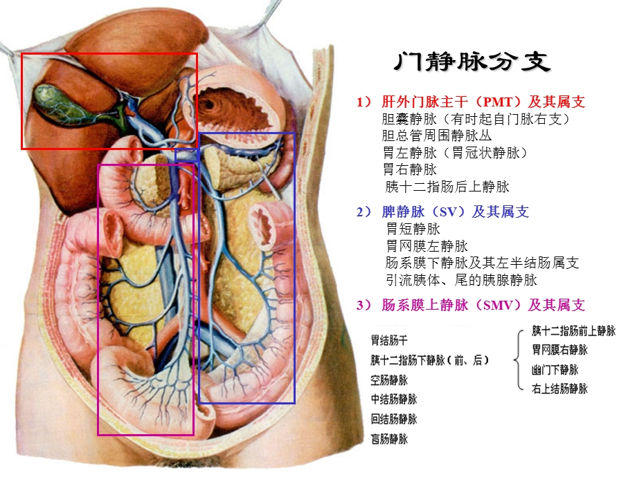 腹部血管解剖课件.ppt_第1页