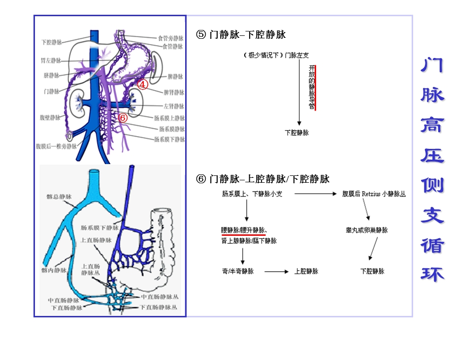 腹部血管解剖课件.ppt_第3页