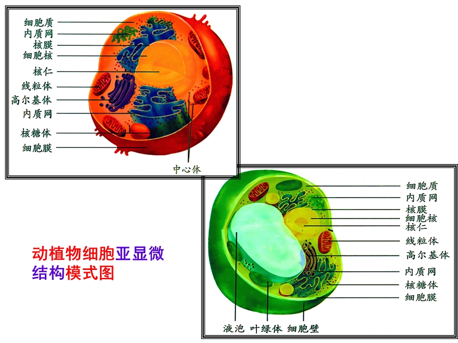 高一生物细胞器.ppt_第1页