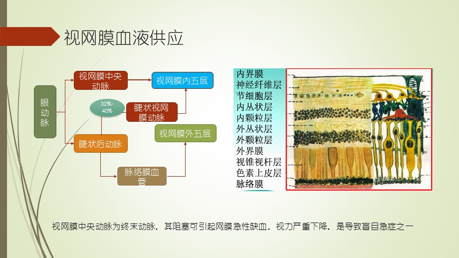 视网膜中央动脉阻塞.ppt_第3页