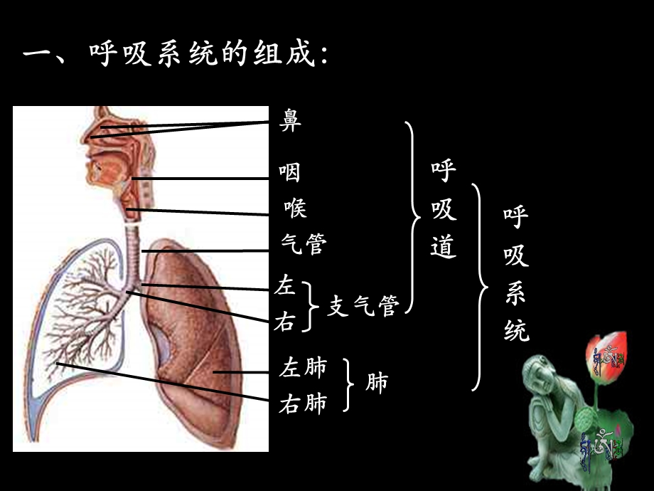 3、1呼吸道对空气的处理.ppt_第3页