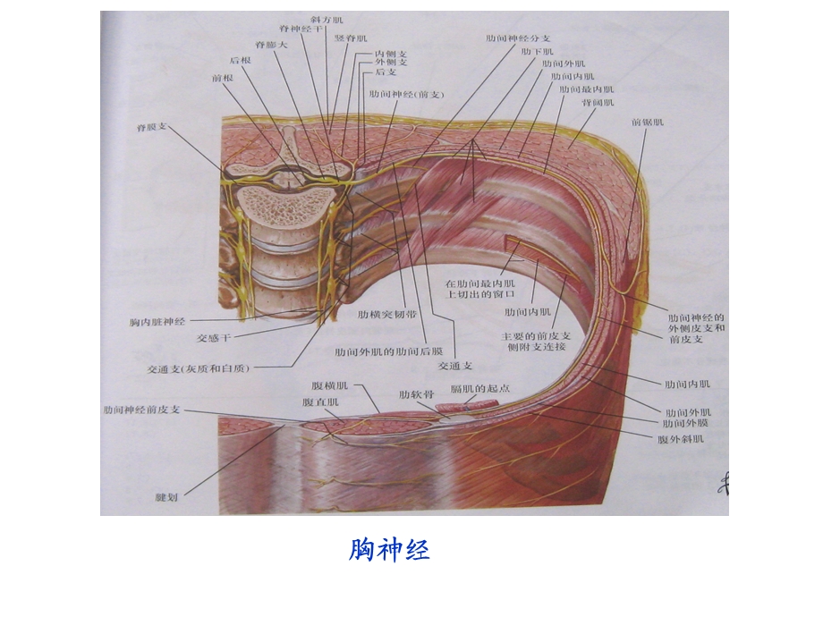 脊神经(胸神经、腰丛、骶丛).ppt_第2页