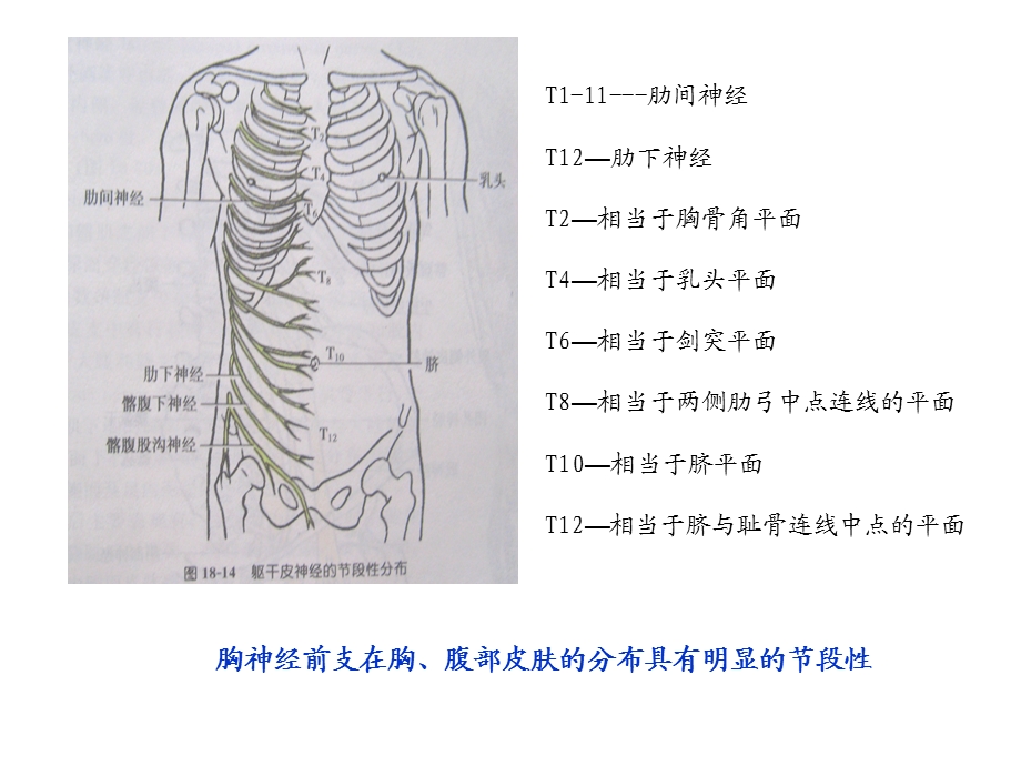 脊神经(胸神经、腰丛、骶丛).ppt_第3页