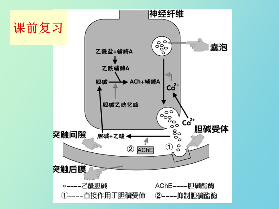 胆碱受体药物.ppt_第3页