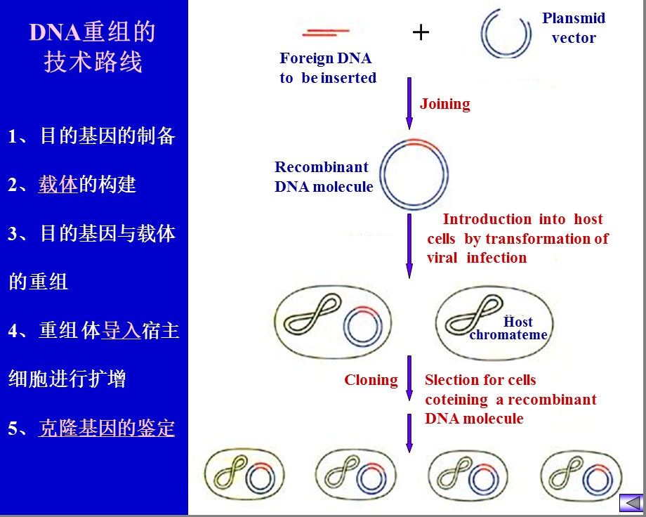 蛋白质工程和基因工程的简介.ppt_第3页